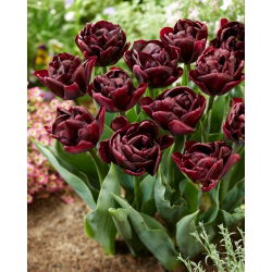 Tulip - Canyon - 5 pcs