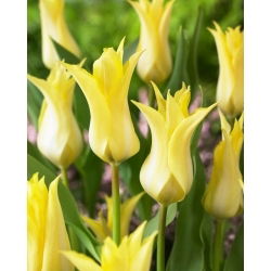Tulp - 'Florijn Chic' - 5 st