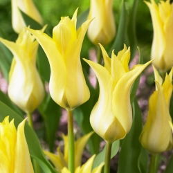 Tulp - 'Florijn Chic' - 5 st
