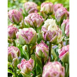 Tulpe - Ice Tea - 5 sīpoli