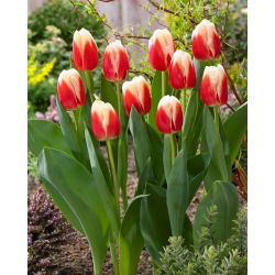 Tulip - Roman Empire - 5 pcs