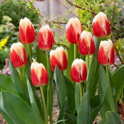 Tulip - Roman Empire - 5 pcs