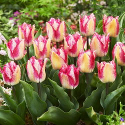 Tulip - Yasmine - Large Pack! - 50 pcs
