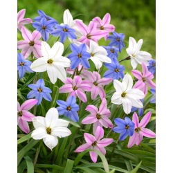Ipheion "Mix" - 10 čebulic