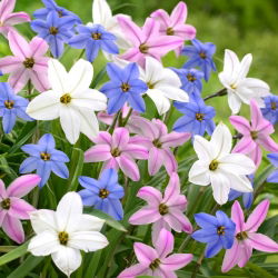 Ipheion "Mix" - 10 čebulic