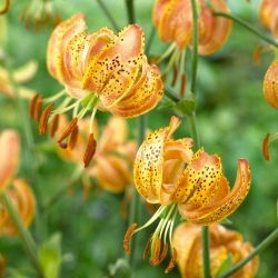 Martagon Lily - Lilium Martagon - Peppard Gold