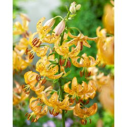 Crin Martagon - Lilium Martagon - Aur Guineea