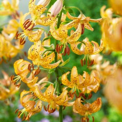 Crin Martagon - Lilium Martagon - Aur Guineea