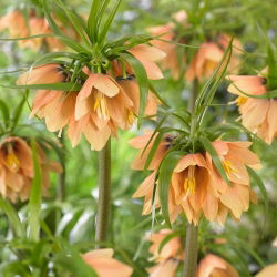 Crown Imperial - Early Fantasy - Giga csomag - 50 db.