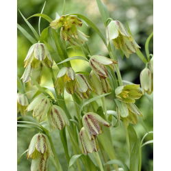 Hermon Fritillaria - Fritillaria hermonis ssp. amana - Giga csomag - 250 db