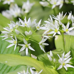 Allium ursinum - 5 ampul