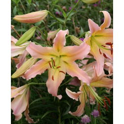 Tree Lily - Elusive - GIGA Pack! - 50 pcs.