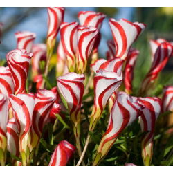 Oxalis Versicolor - GIGA Pack! - 100 pcs