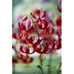Lilie zlatohlavá - Červený - Lilium - Historický šarm uprostřed léta - Cibule - XL balení - 50 ks