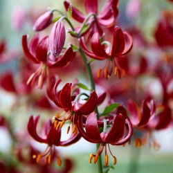 Lilie zlatohlavá - Červený - Lilium - Historický šarm uprostřed léta - Cibule - XL balení - 50 ks