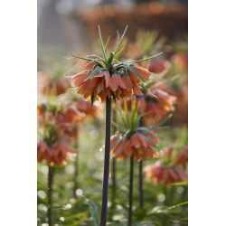 Crown Imperial - Brahms - Giga csomag - 50 db.