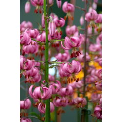 Turbánliliom - Pink - Giga csomag - 50 db.