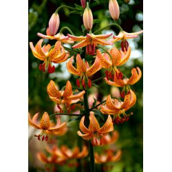Turbánliliom - Orange - Narancs - Giga csomag - 50 db.