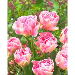 توليب أنجيليك - توليب أنجيليك - 5 لمبات - Tulipa Angelique