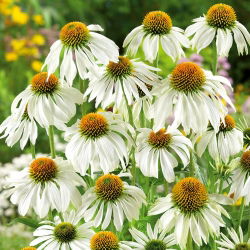 Hạt thiên nga trắng tím - Hoa thiên nga trắng Echinacea purpurea - 36 hạt