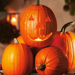 Tykev okrasná - Jack O'Lantern - Obří dýně slávy – dokonalost na Halloween - Čerstvá semena
