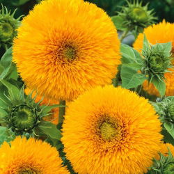 Okrasna sončnična semena - Helianthus annuus - 80 semen