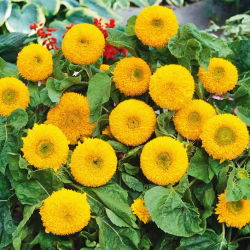 Dwarf Double Sončnična semena - Helianthus annuus fl. pl. - 90 semen