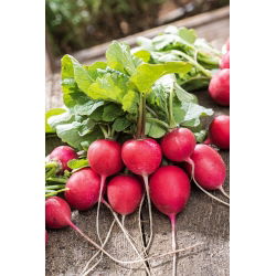 Seme Carmine Redish - Raphanus sativus - 850 semen - Raphanus sativus L. - semena