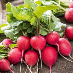 Seme Carmine Redish - Raphanus sativus - 850 semen - Raphanus sativus L. - semena
