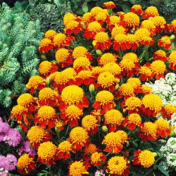 Marigold Orange Flame seeds - Tagetes patula nana - 350 biji - Tagetes patula L.