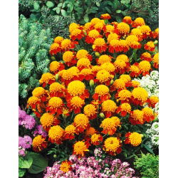 Marigold Orange Flame seeds - Tagetes patula nana - 350 biji - Tagetes patula L.