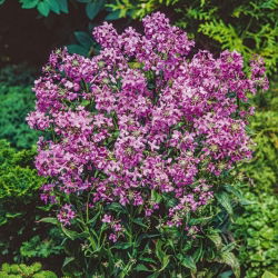 Dame's Rocket, Sweet Rocket Mixed Seeds - Hesperis matronalis - 500 เมล็ด
