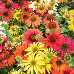 Hạt hỗn hợp hình nón - Echinacea - 200 hạt - Echinacea purpurea