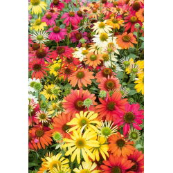 Hạt hỗn hợp hình nón - Echinacea - 200 hạt - Echinacea purpurea