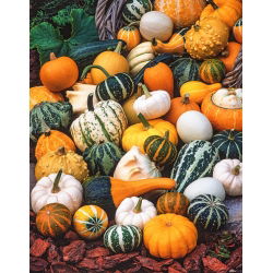 Biji sayuran campuran Squash - Cucurbita pepo - 18 biji - benih