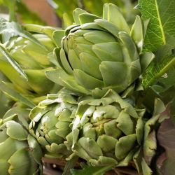 Artišokk - Green Globe - 23 seemned - Cynara scolymus