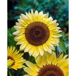 Dísznapraforgó - Lemon Queen - Helianthus annuus - 1 kg - Nagy citromsárga virágok - Friss vetőmagok