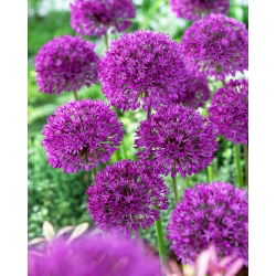 Aglio decorativo - Purple Sensation - pacchetto di 3 pezzi - Allium Purple Sensation
