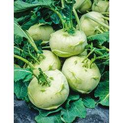 Koleraba, njemačka repa "Bijela Beč" - 260 sjemenki - Brassica oleracea var. Gongylodes L. - sjemenke