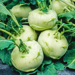 Koleraba, njemačka repa "Bijela Beč" - 260 sjemenki - Brassica oleracea var. Gongylodes L. - sjemenke