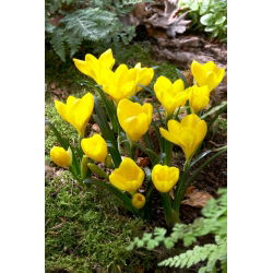 Narciso de inverno - embalagem XXXL! - 50 pcs.; Narciso de outono, Narciso de outono, Lírio-do-campo, açafrão de outono amarelo