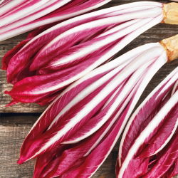 Endive "Rossa di Treviso" - 720 semien - Cichorium intybus "Rossa di Treviso" - semená