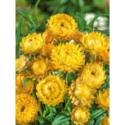 Златни вечни, Стравфловер - 700 семена - Xerochrysum bracteatum