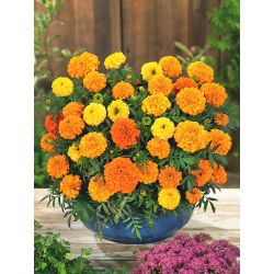 Marigold Meksiko berbunga besar "Mona" - campuran varietas; Aztec marigold - 