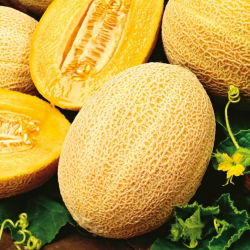 Pepene galben - Hale's Best Jumbo - Cucumis melo - Fruct dulce, cu pulpă aromată - Semințe proaspete