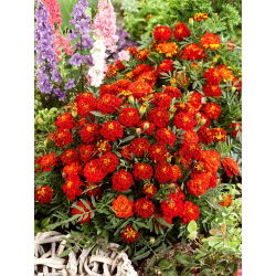 Serenčiai gvazdikiniai žemi - Red Cherry - (Tagetes patula nana) - Kompaktiški kaštoniniai žiedai - Šviežios sėklos