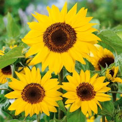 Okrasna sončnica 'Henry Wilde' - semena (Helianthus annuus)