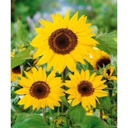 Okrasna sončnica 'Henry Wilde' - semena (Helianthus annuus)