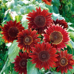 Okrasna sončnica 'Moulin Rouge' - semena (Helianthus annuus)