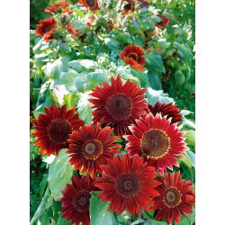 Okrasna sončnica 'Moulin Rouge' - semena (Helianthus annuus)